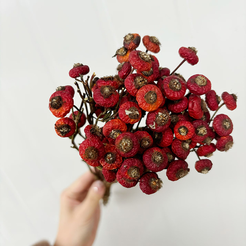 10pcs/Bunch Dried Rose Hip Ber - огляд і ціна Dried Flower Bulk