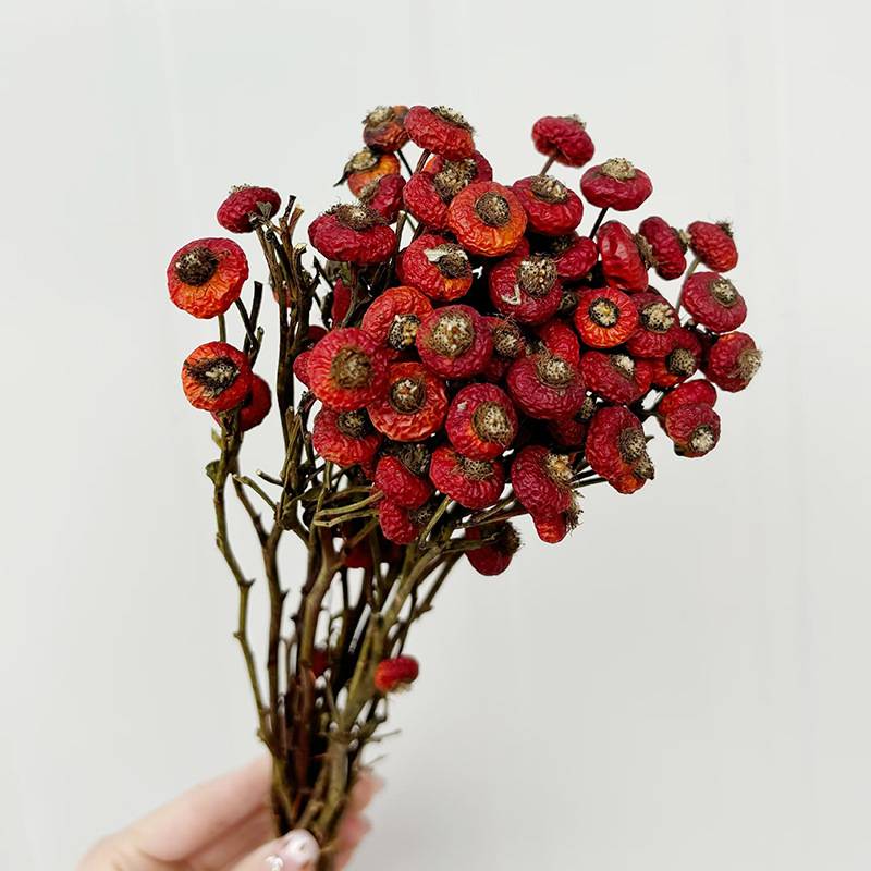 10pcs/Bunch Dried Rose Hip Ber - огляд і ціна Dried Flower Bulk