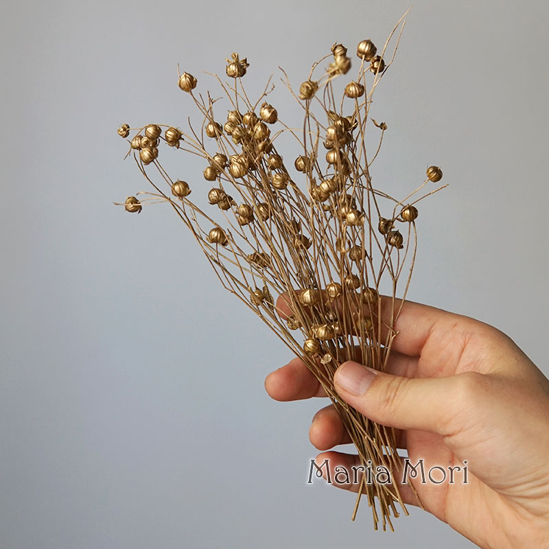 5g Preserved Flax Bean Natural - огляд і ціна Dried Flower Bulk