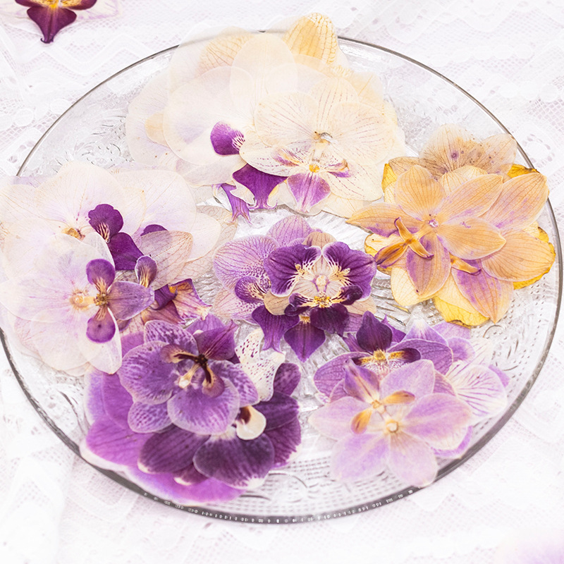 4 Pcs Pressed Dried Phalaenops - огляд і ціна Dried Flower Bulk
