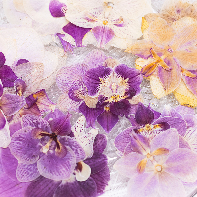 4 Pcs Pressed Dried Phalaenops - огляд і ціна Dried Flower Bulk