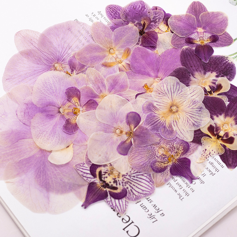 4 Pcs Pressed Dried Phalaenops - огляд і ціна Dried Flower Bulk