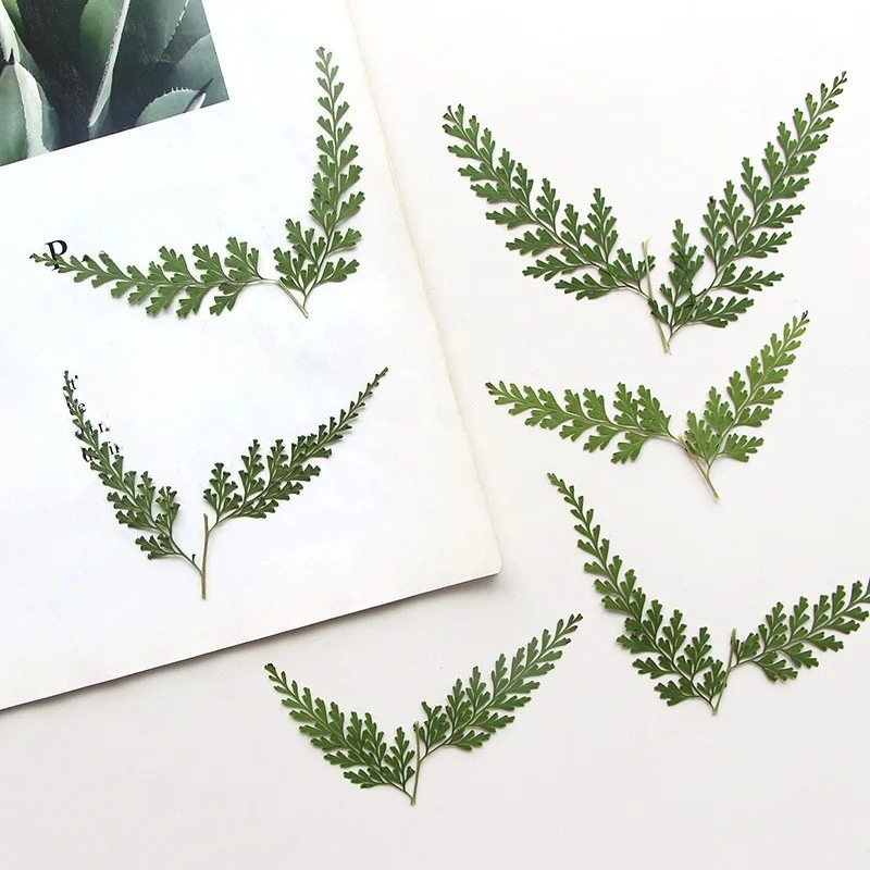 Nature Pressed Fern Branches,d - огляд і ціна Dried Flower Bulk