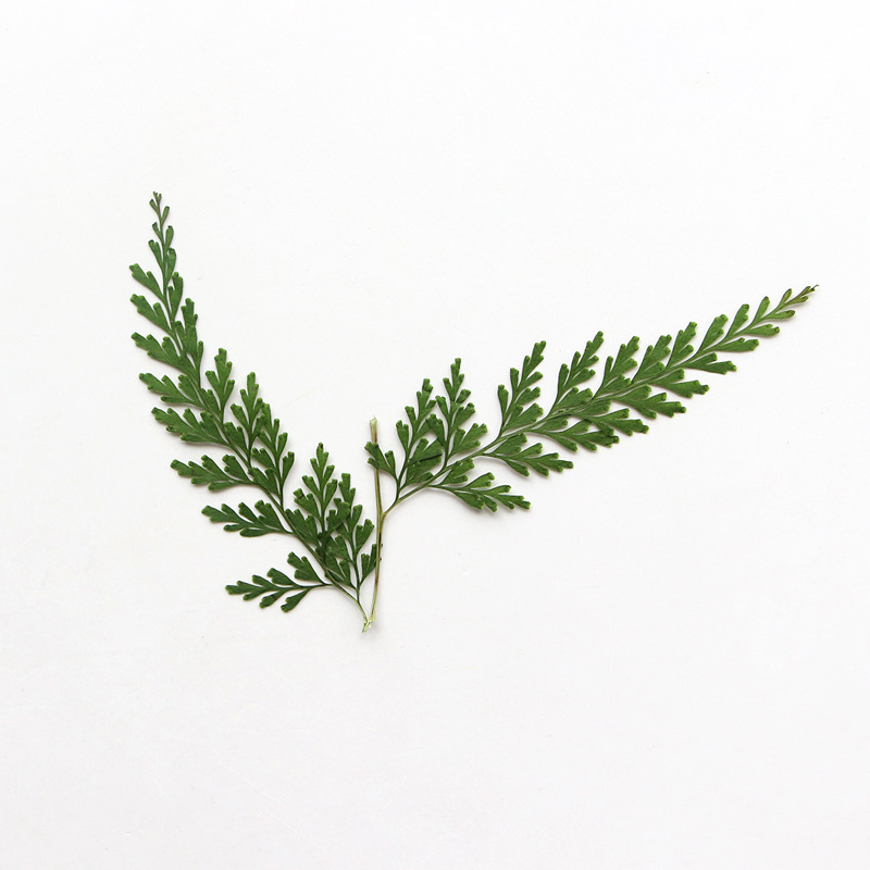 Nature Pressed Fern Branches,d - огляд і ціна Dried Flower Bulk