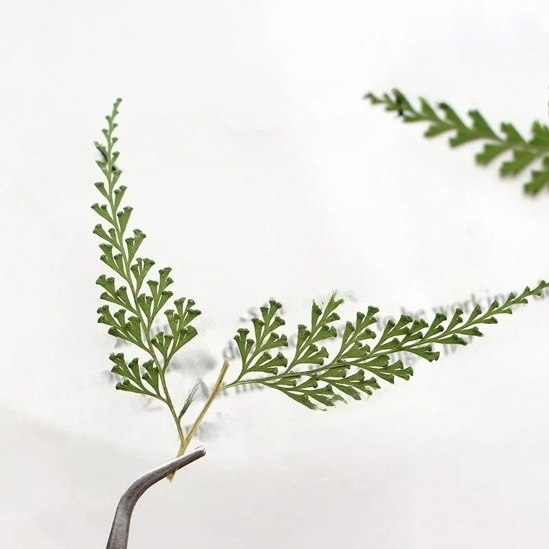 Nature Pressed Fern Branches,d - огляд і ціна Dried Flower Bulk